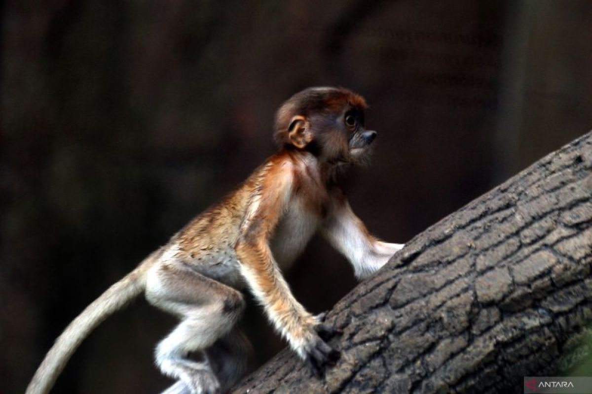 Bayi bekantan hasil program konservasi di Jatim Park