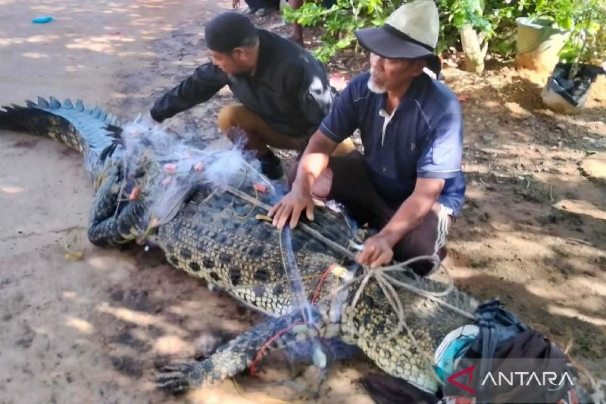 Buaya terjebak jaring nelayan dievakuasi, diserahkan ke TS Lagoi