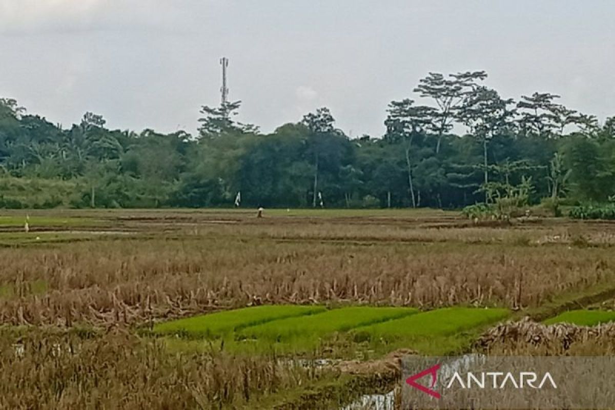 Dinas Pertanian Banyumas optimistis produksi padi pada 2026 meningkat