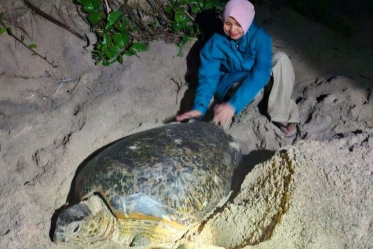 PLN UIW NTB dukung konservasi penyu mawil di Talonang Baru