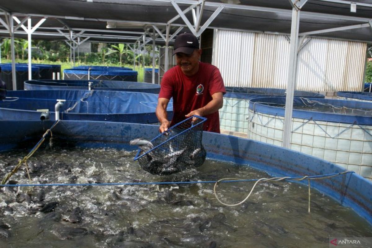 Bumdesa kembangkan usaha lele untuk pasok SPPG