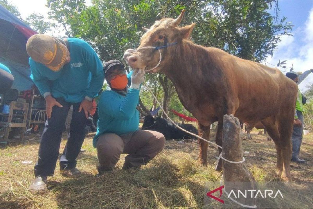 DPKP Kotim catat 1.500 ekor lebih kebutuhan hewan kurban