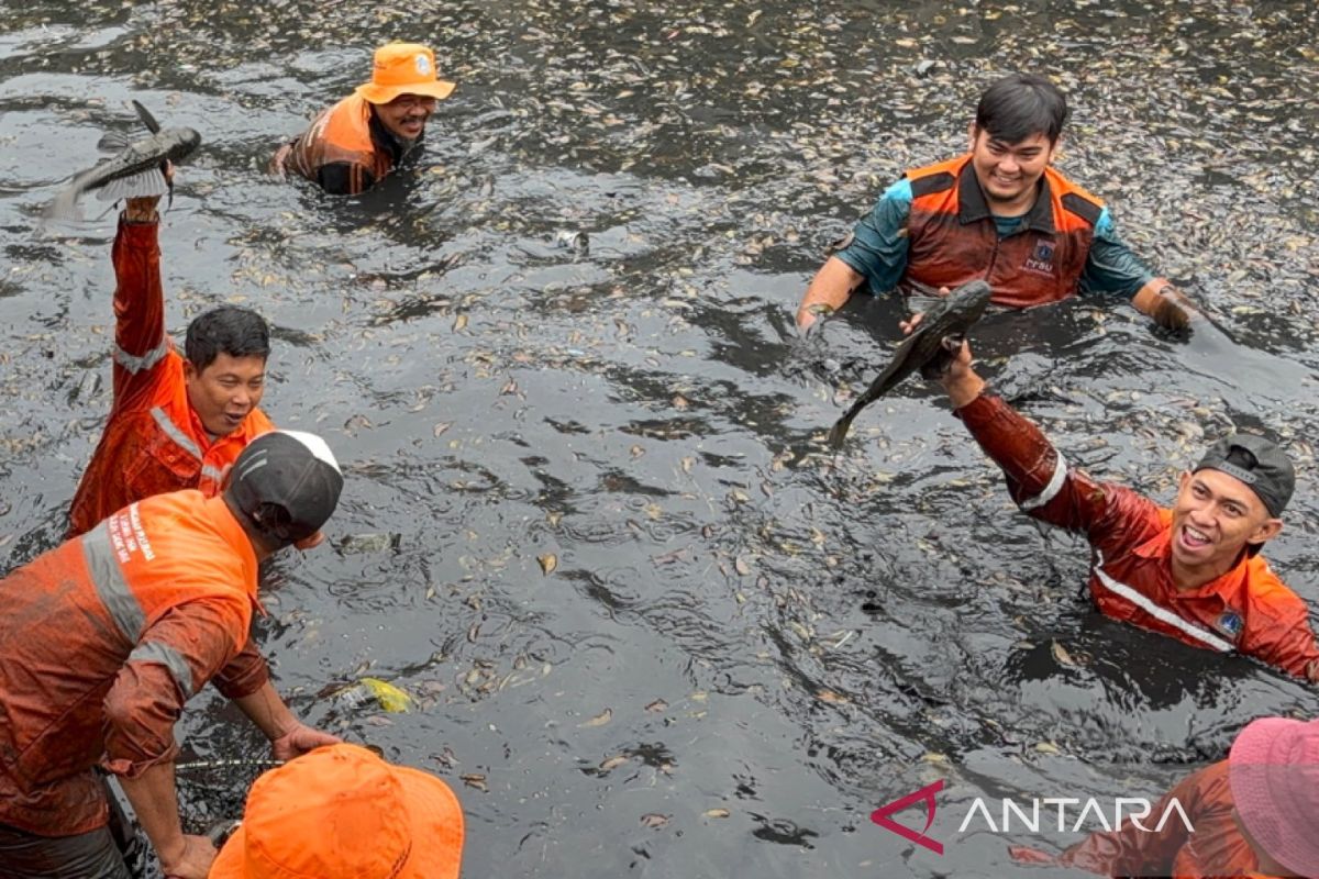 Ikan sapu-sapu yang ditangkap dari sungai segera dikubur karena tidak layak konsumsi