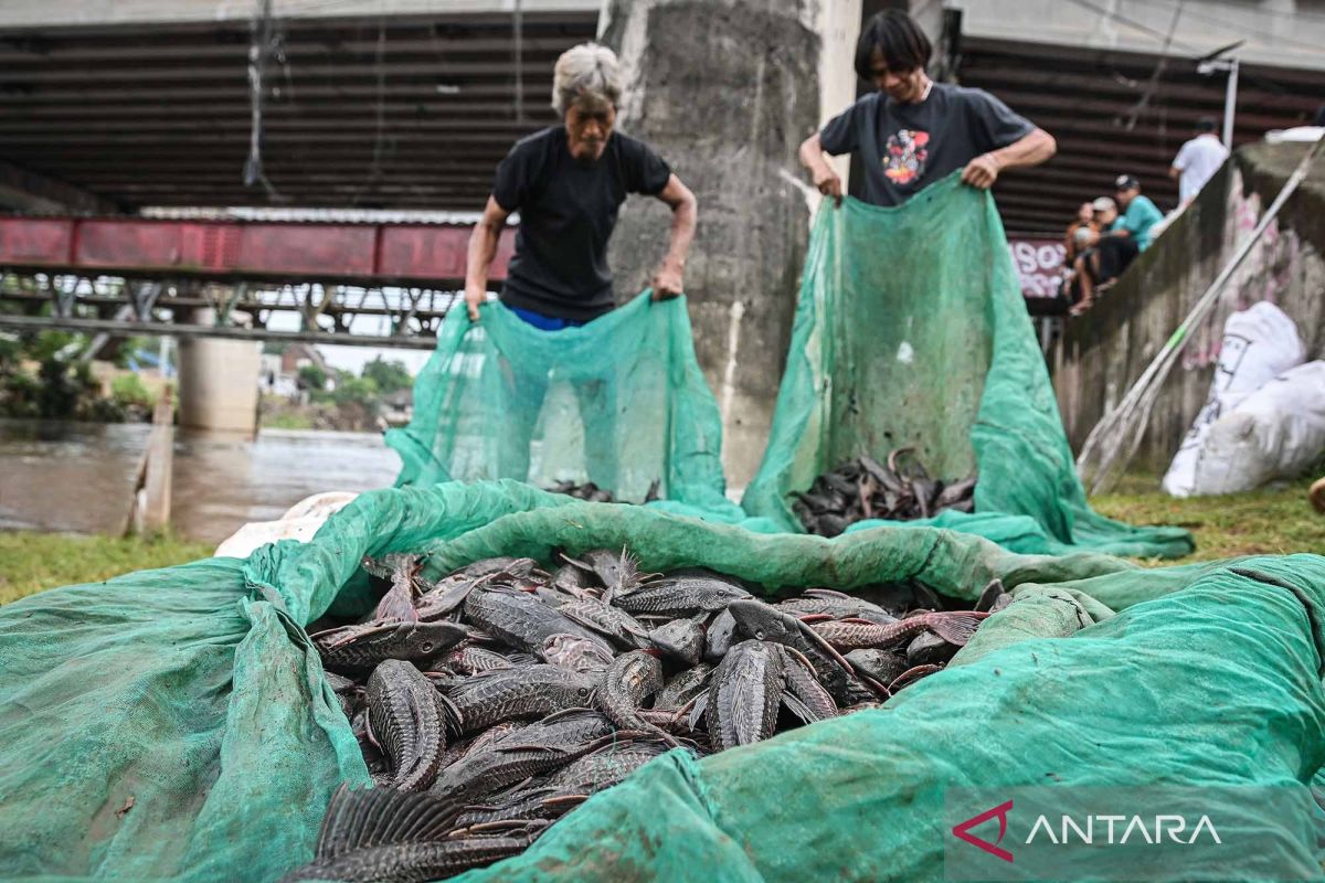 Pemprov DKI Jakarta bersihkan sungai dari ikan sapu-sapu