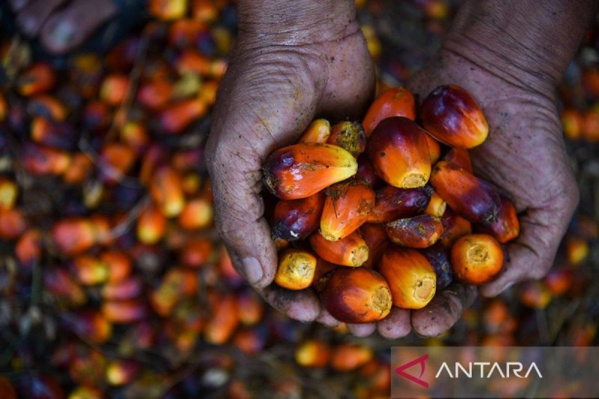 Biofuels: Indonesia’s strategic shield against energy volatility