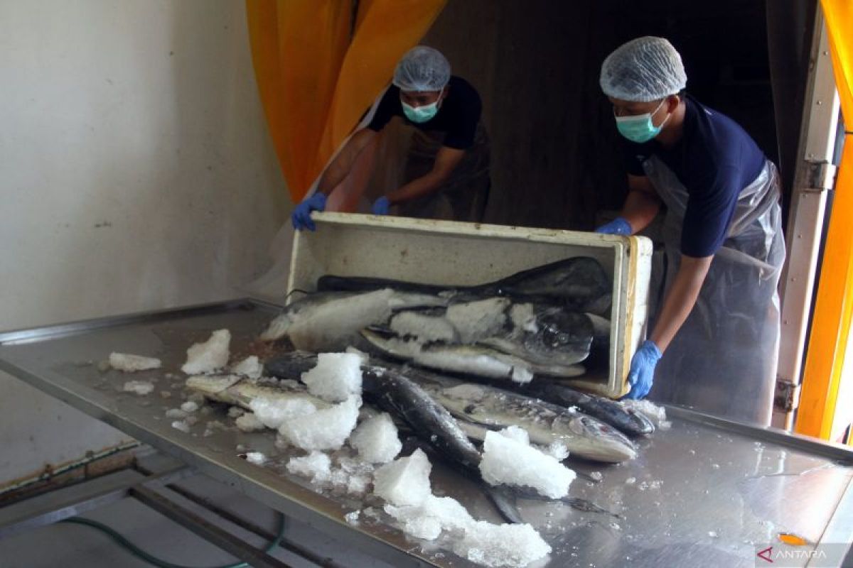 Pengolahan ikan hasil laut di Malang