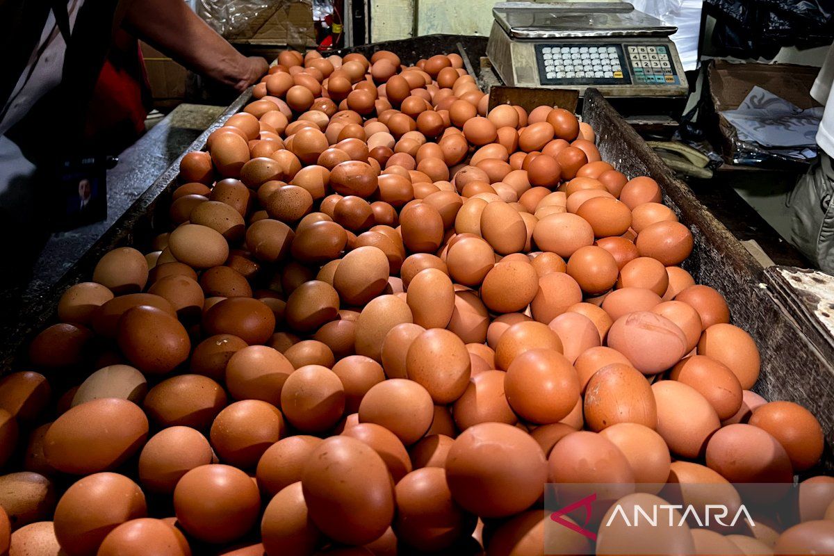 Sabtu pagi harga telur ayam ras Rp32.300/kg
