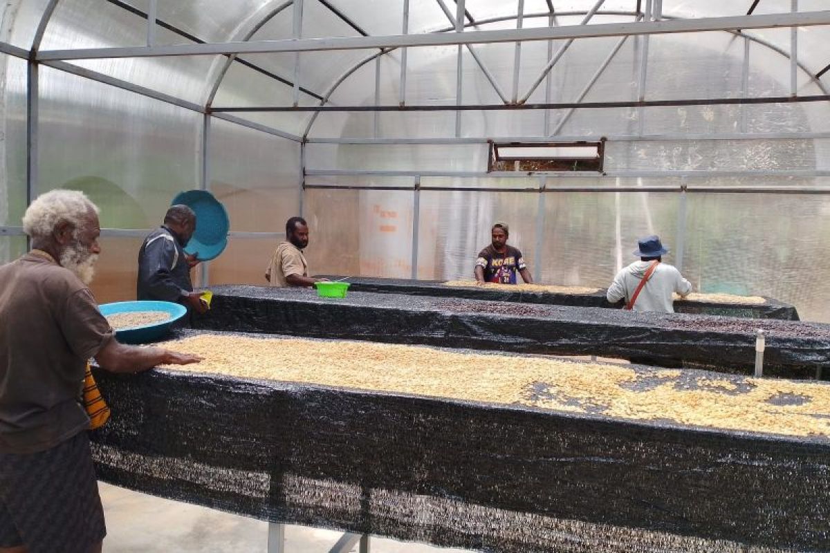 PLN Papua bangun dome pengering bagi petani kopi di Lanny Jaya