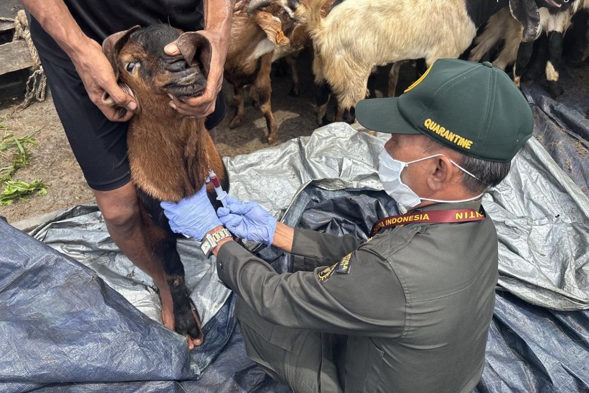 Barantin intensifkan pengawasan hewan kurban jelang Idul Adha 2026