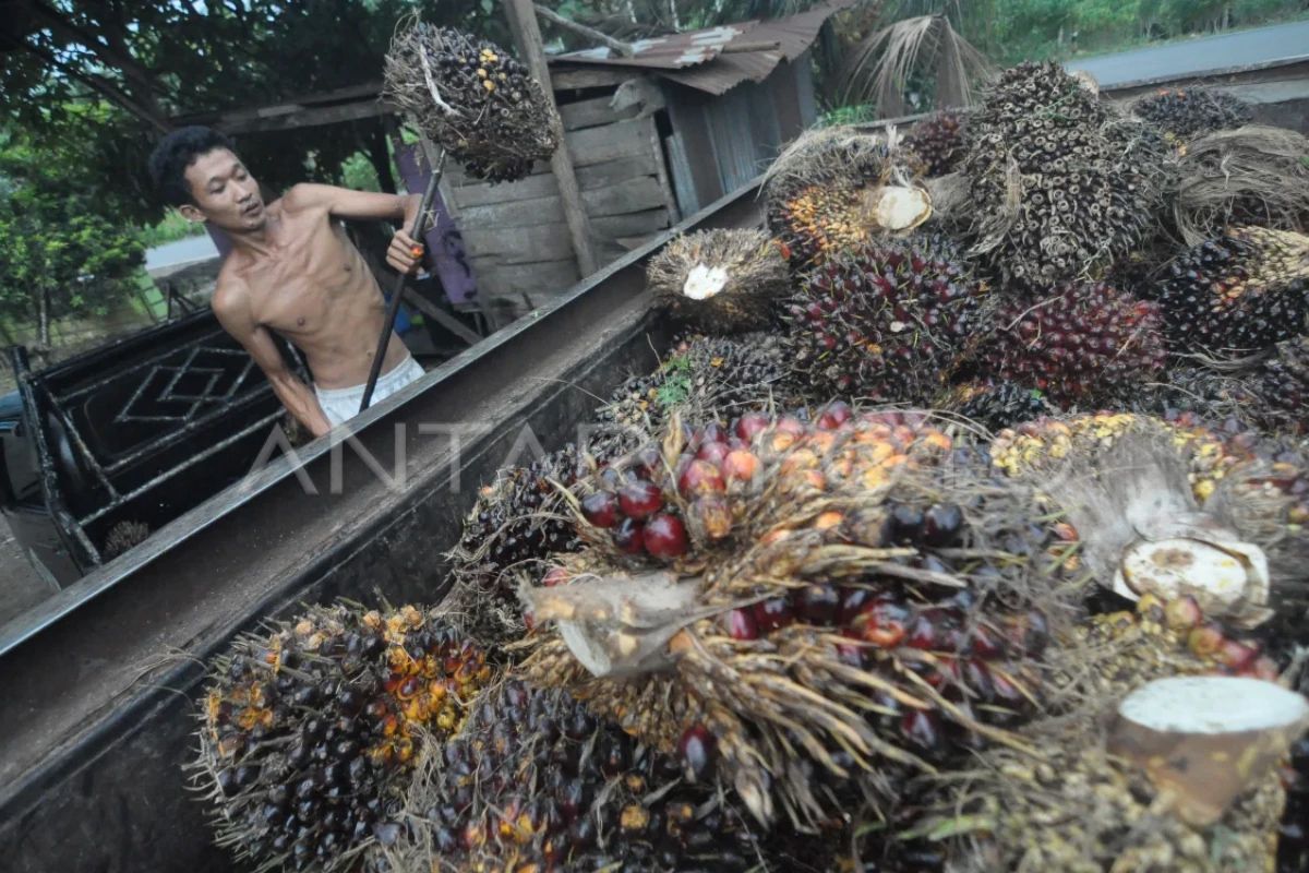 Pakar: Wacana standar batas limbah sawit 100 mg/l perlu dikaji ulang