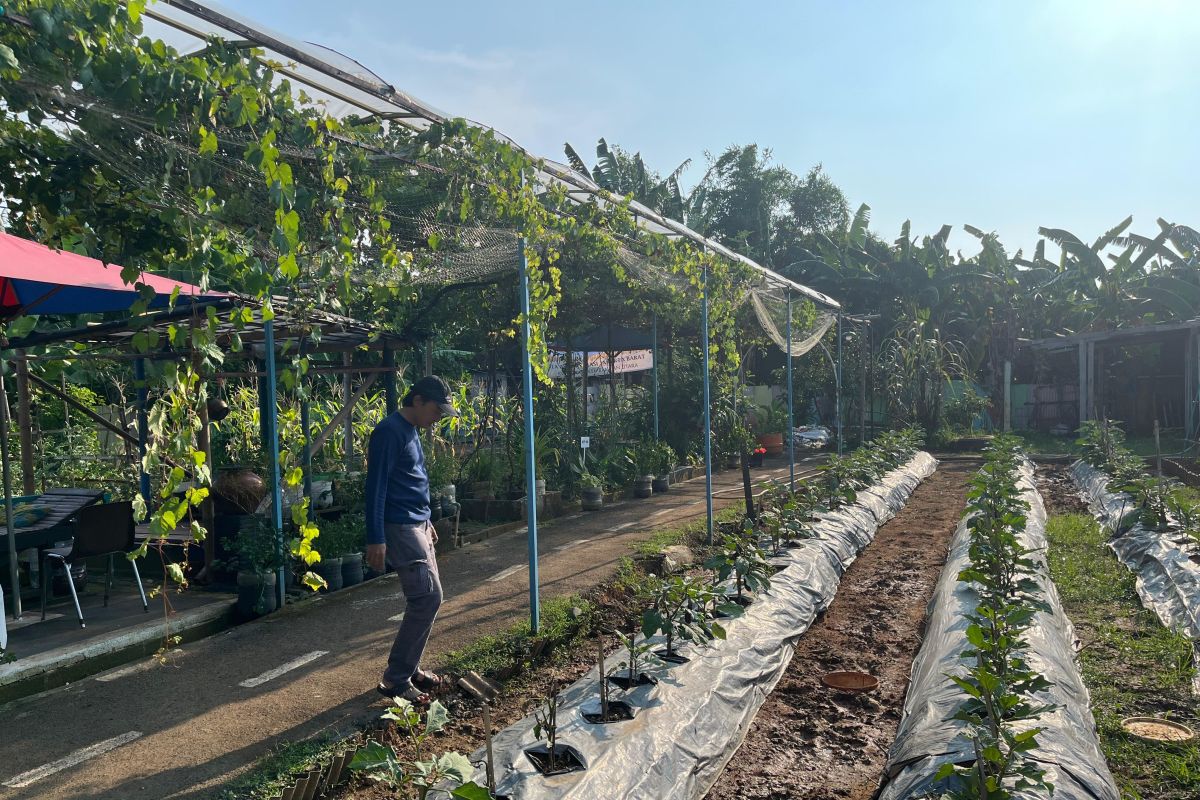 Antisipasi kemarau datang lebih awal, ini persiapan kelompok tani di Jakbar