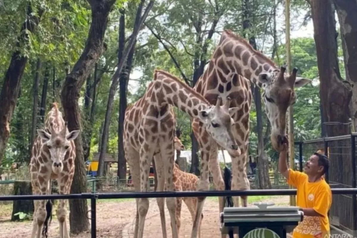 Ragunan terapkan prinsip lima kebebasan dalam perawatan satwa