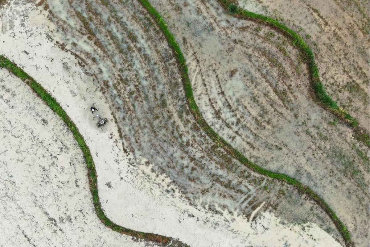 Pasokan biji-bijian hasil pertanian utama China tumbuh stabil