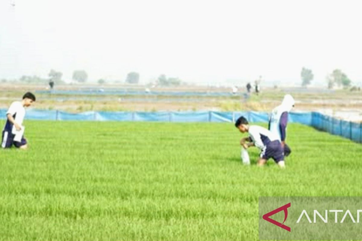 Kementan gulirkan Gerakan Pengendalian Penggerek Batang di Karawang