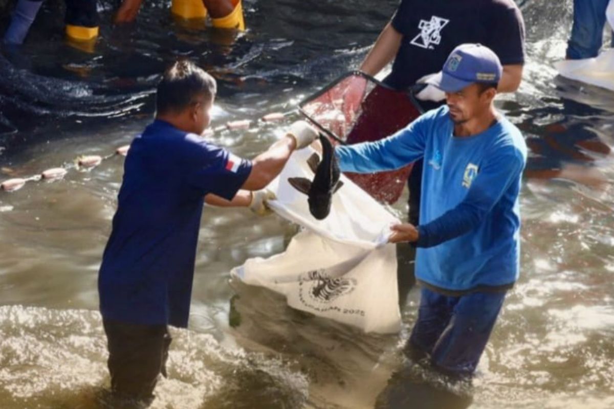 Legislator sebut pengendalian sapu-sapu harus dibarengi nilai ekonomi