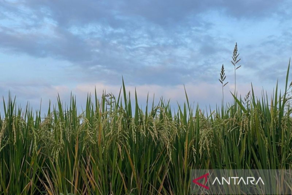 DKP3 Majalengka pastikan stok pupuk subsidi aman untuk MT II