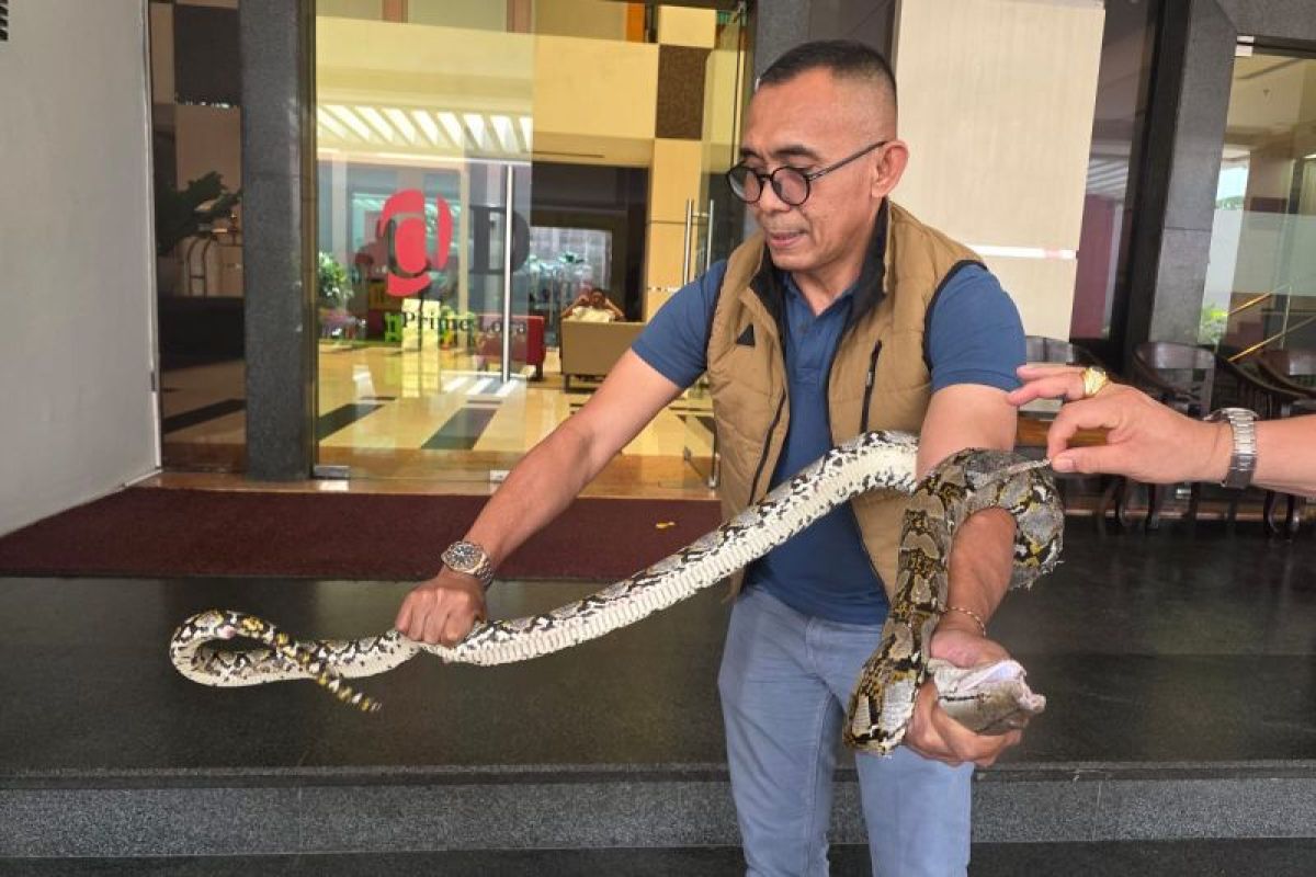 Tamu hotel berani tangkap sanca dua meter di depan lobi Grand Daira Palembang