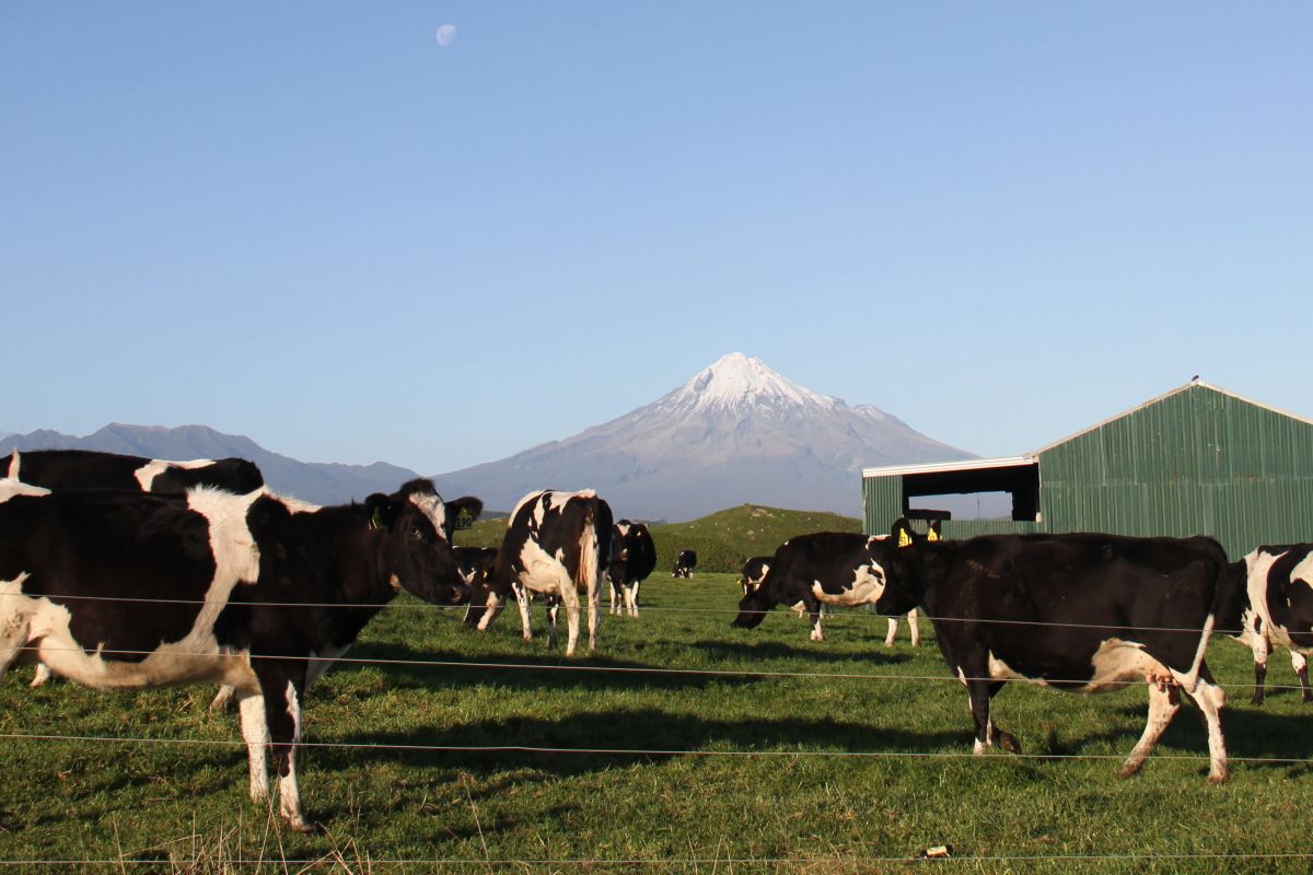 Harga produk susu global merosot di tengah ketidakpastian geopolitik