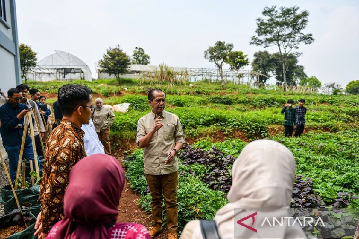 Dorong produk unggulan, Menteri Iftitah Sulaiman targetkan kawasan transmigrasi mandiri dengan ubi jalar