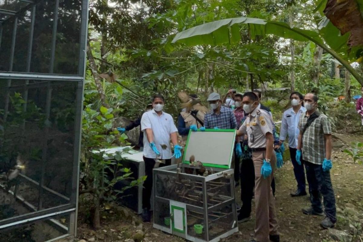 BKSDA Bengkulu lepas liarkan 942 burung hasil penertiban 