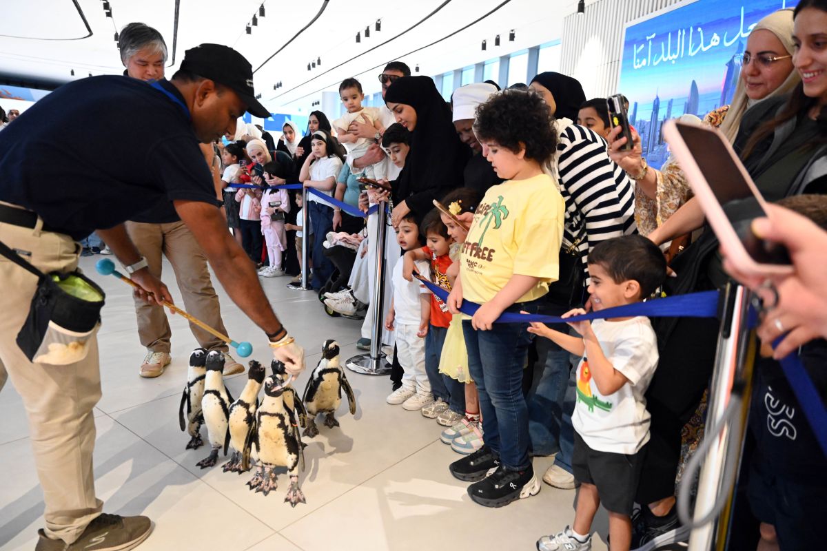 Pusat ilmiah Kuwait luncurkan program interaktif Penguin Walk