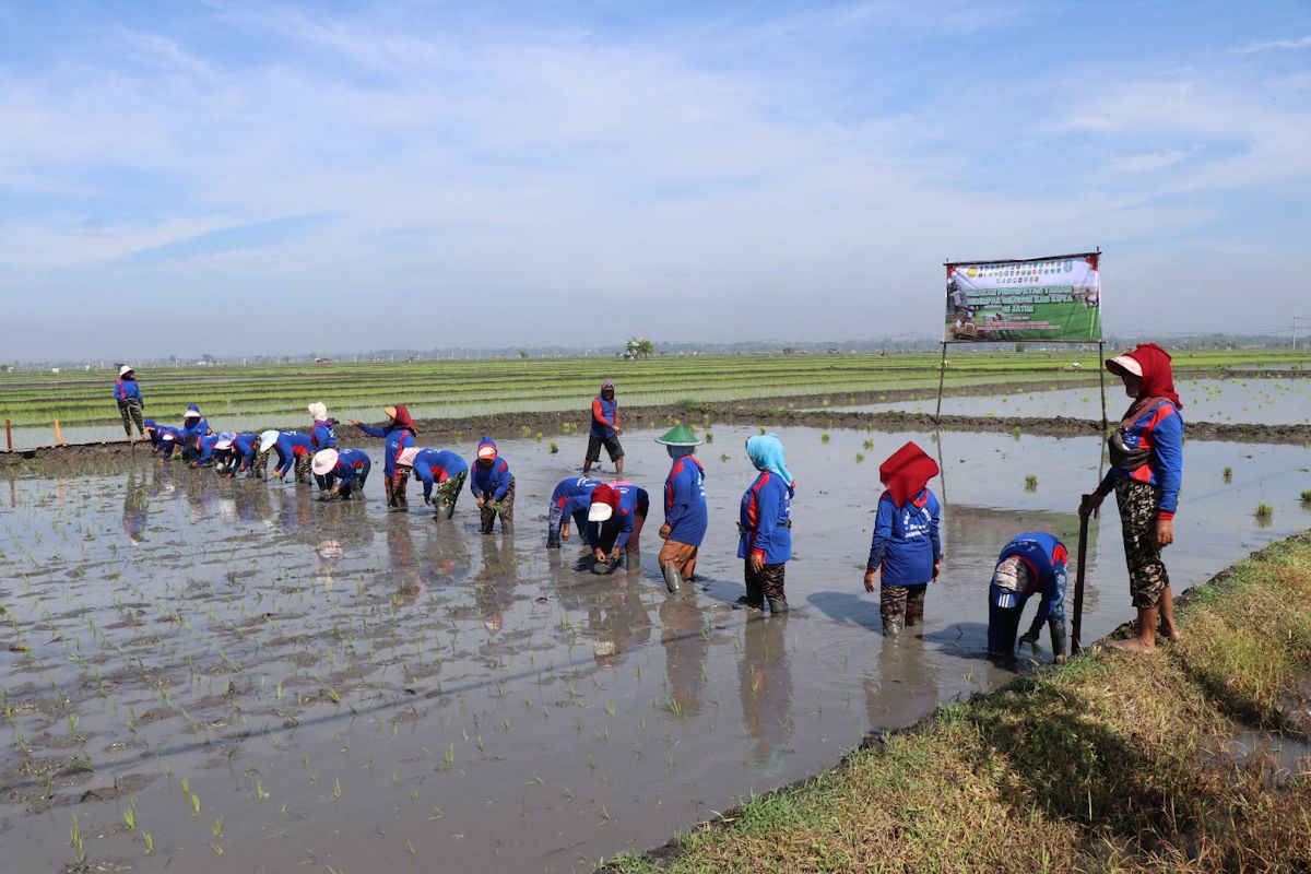Kementan pacu tanam padi serentak di 38 daerah se-Jatim hadapi El Nino