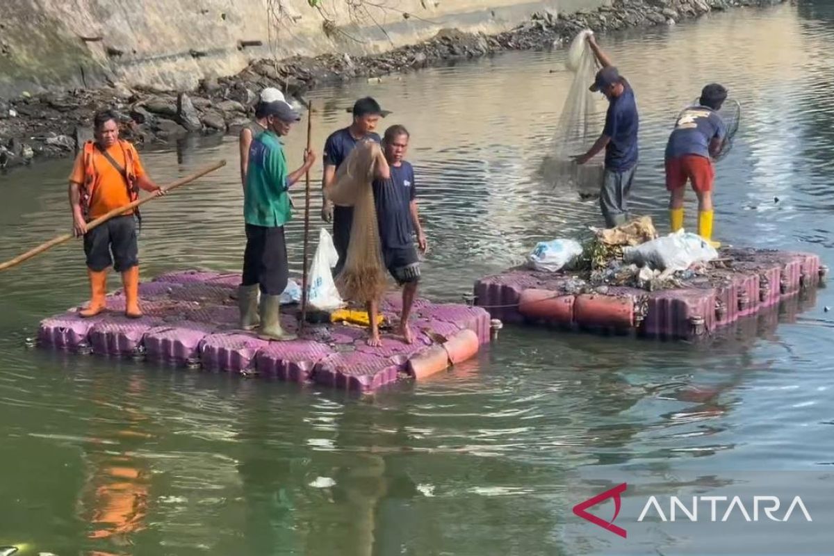 DKI kemarin, perburuan ikan sapu-sapu hingga kasus DBD