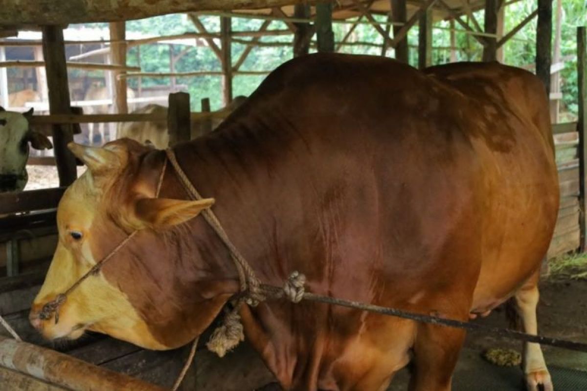 Sapi peternak Rumbai seberat 907 kg diusulkan jadi bantuan Presiden Prabowo