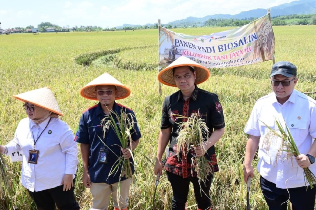 Padi biosalin PGN-BRIN hasilkan produksi 176 ton di lahan 22 ha