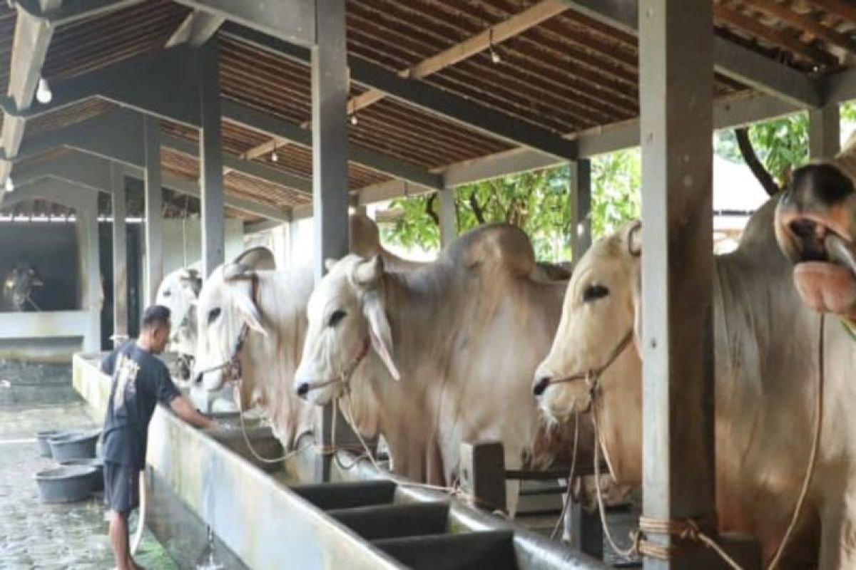 Hasilkan sapi premium peternakan di Purworejo bisa jadi percontohan