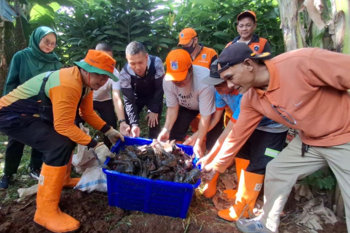 Pemkot Jaksel tangkap dan musnahkan ikan sapu-sapu