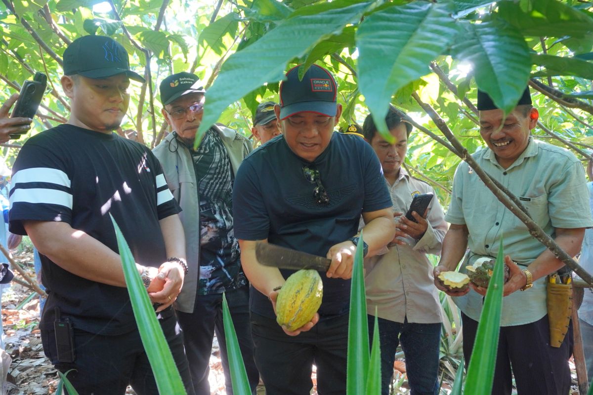 Pemkab Luwu fokus kembangkan beragam klon unggul kakao