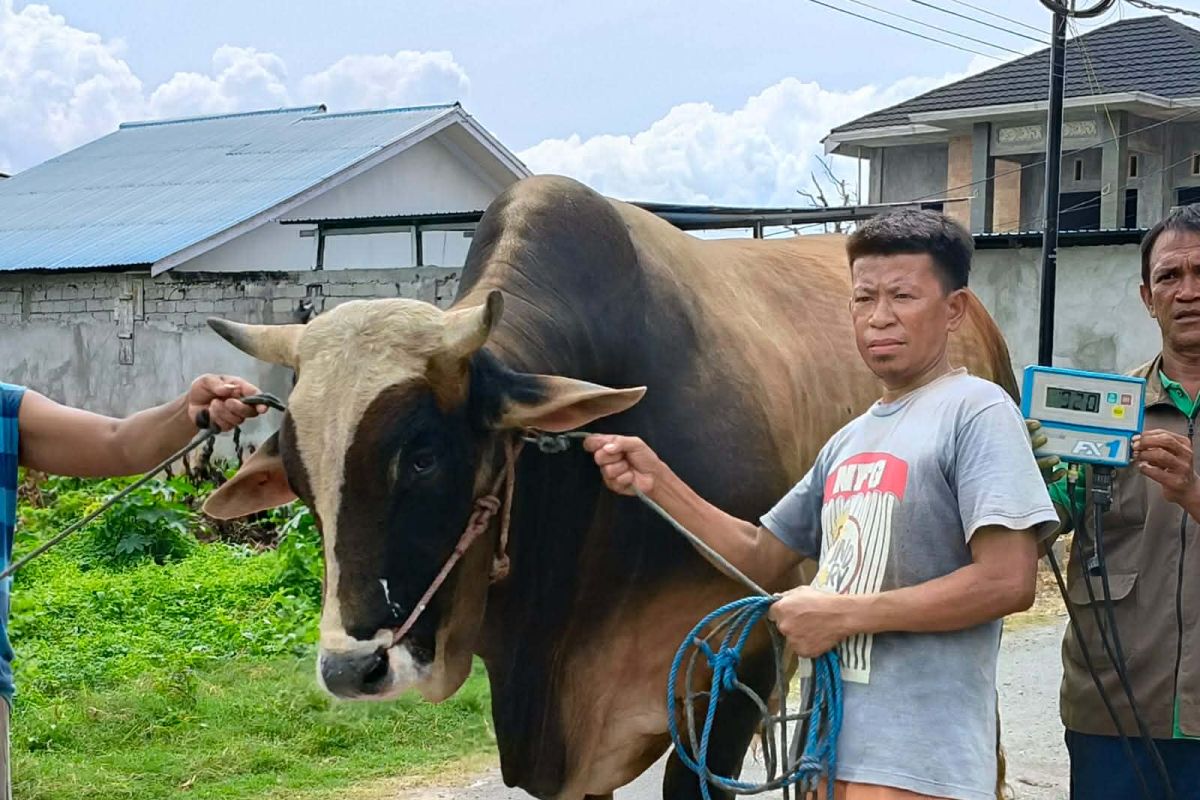 Presiden Prabowo sumbang 14 ekor sapi kurban untuk Sulawesi Tengah 