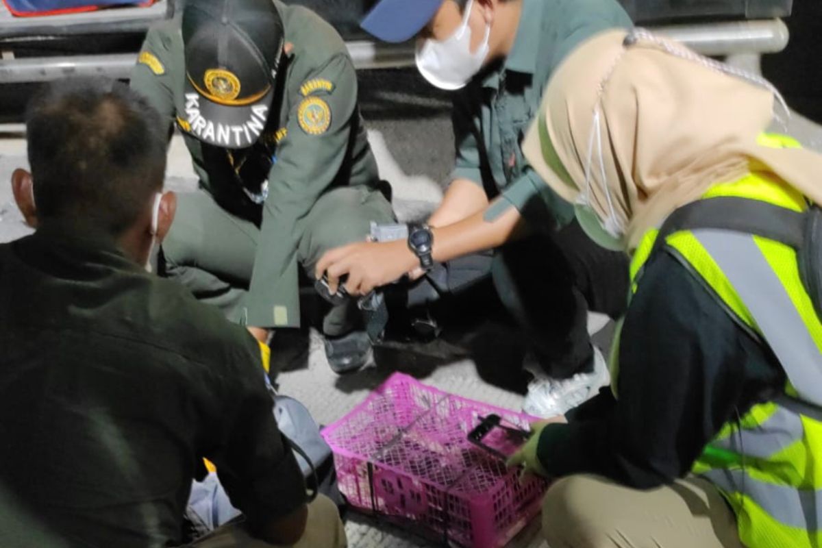 Karantina Lampung gagalkan penyeludupan satwa liar pakai bus penumpang