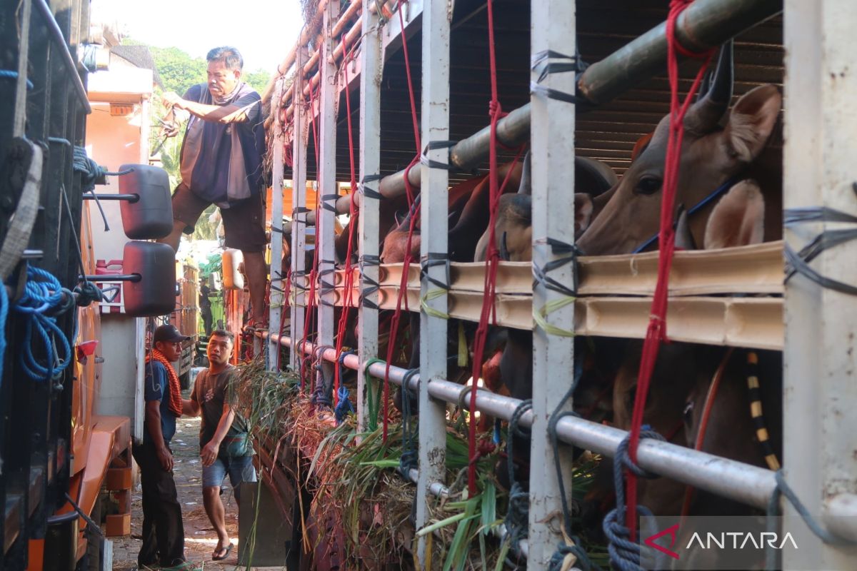 Lonjakan biaya logistik tekan margin keuntungan peternak sapi kurban