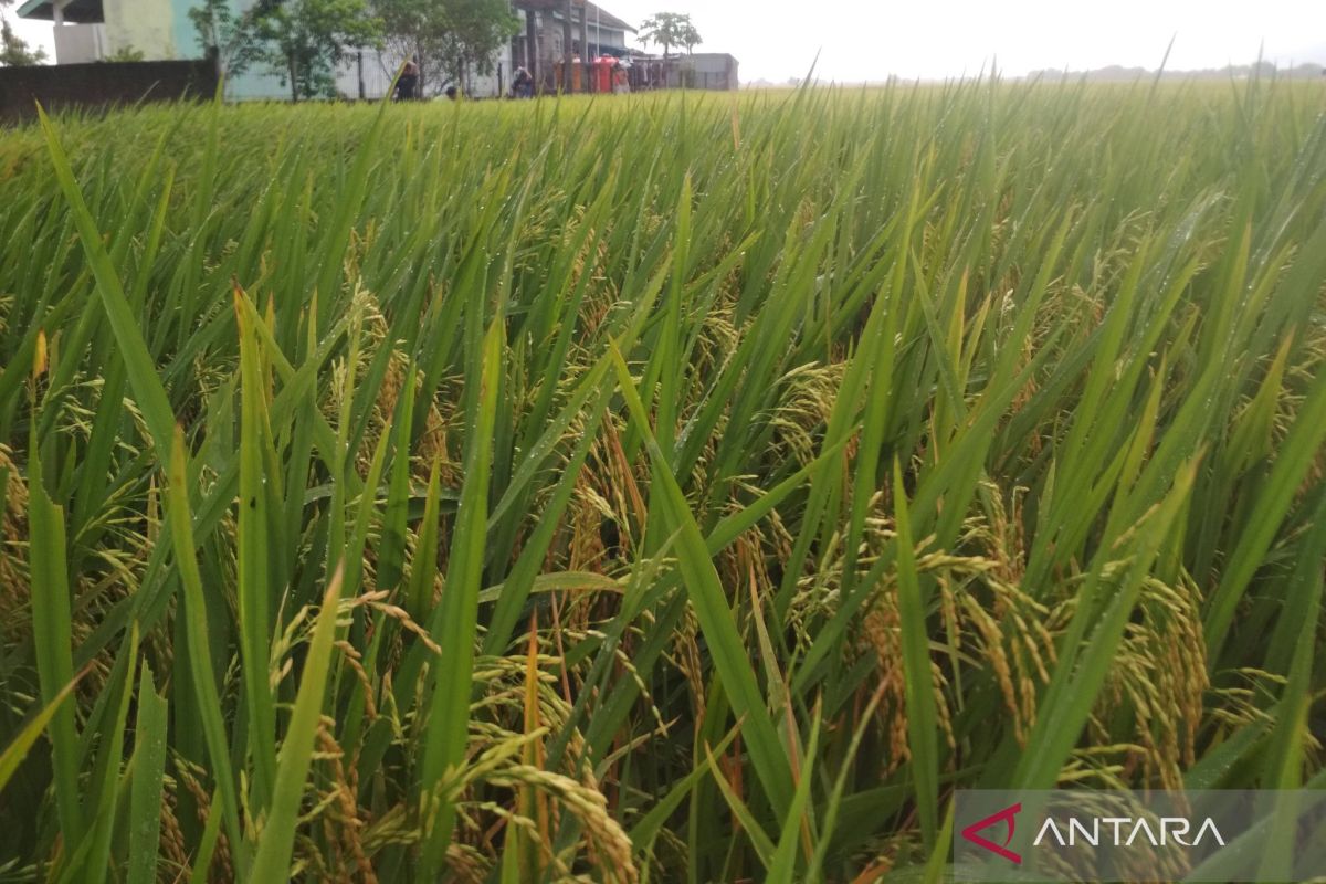 Luas areal tanaman padi di Demak capai 41.161 hektare