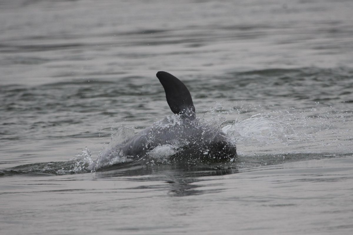 Kamboja sambut kelahiran lumba-lumba Mekong langka ke-6 pada 2026