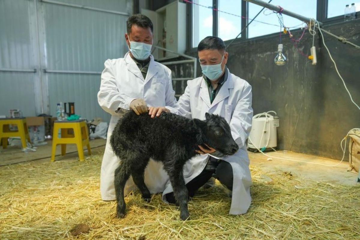 China capai terobosan dalam kloning yak skala besar