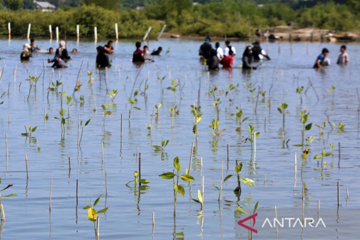 USK: Silvofishery jadi solusi merawat ekosistem mangrove di Aceh