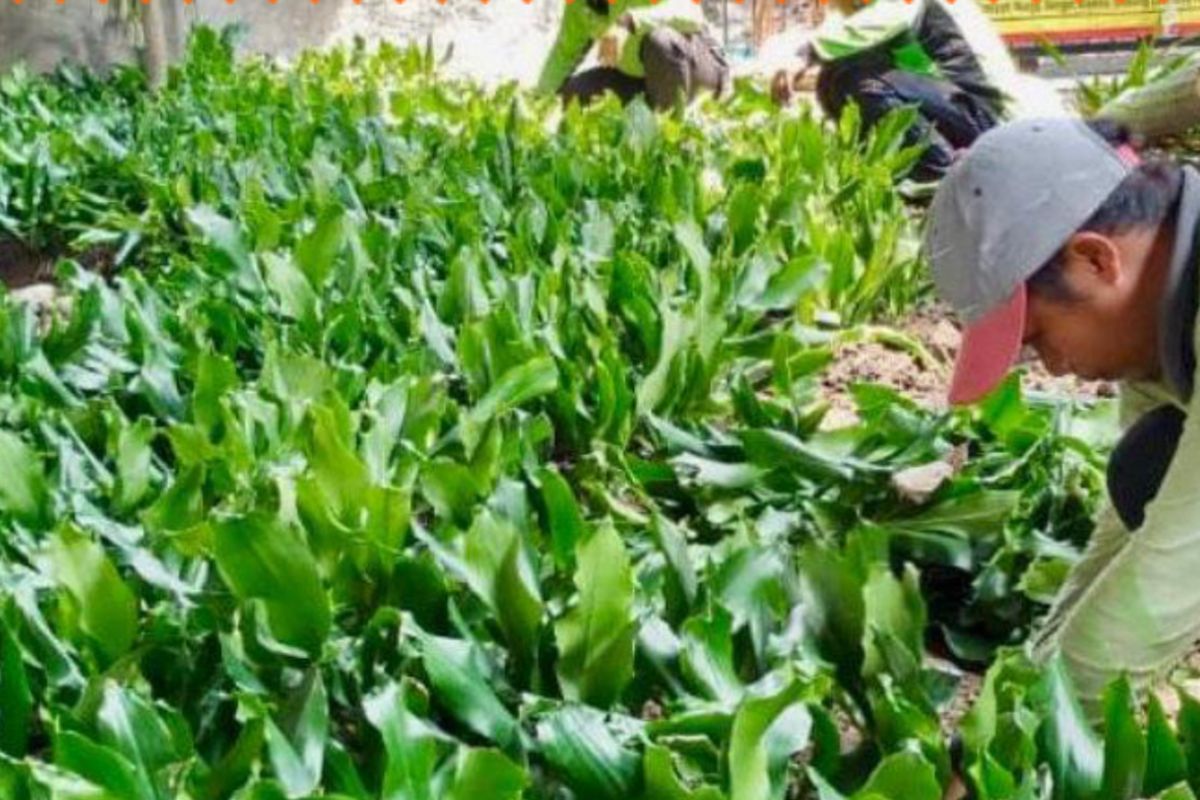 Pemkot Jakut ubah eks TPS di Sungai Bambu jadi taman