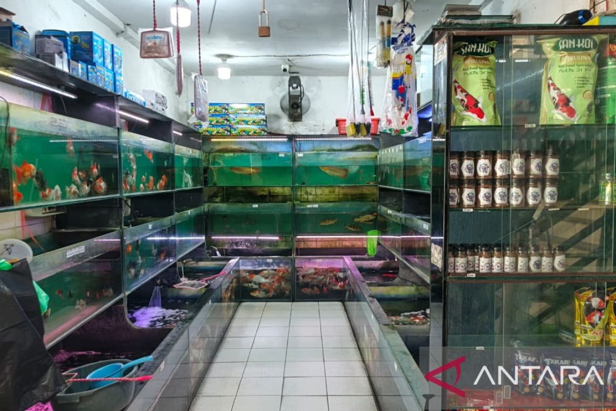 KPKP gelar sterilisasi kucing di TPHP Cengkareng, bantu penjualan ikan