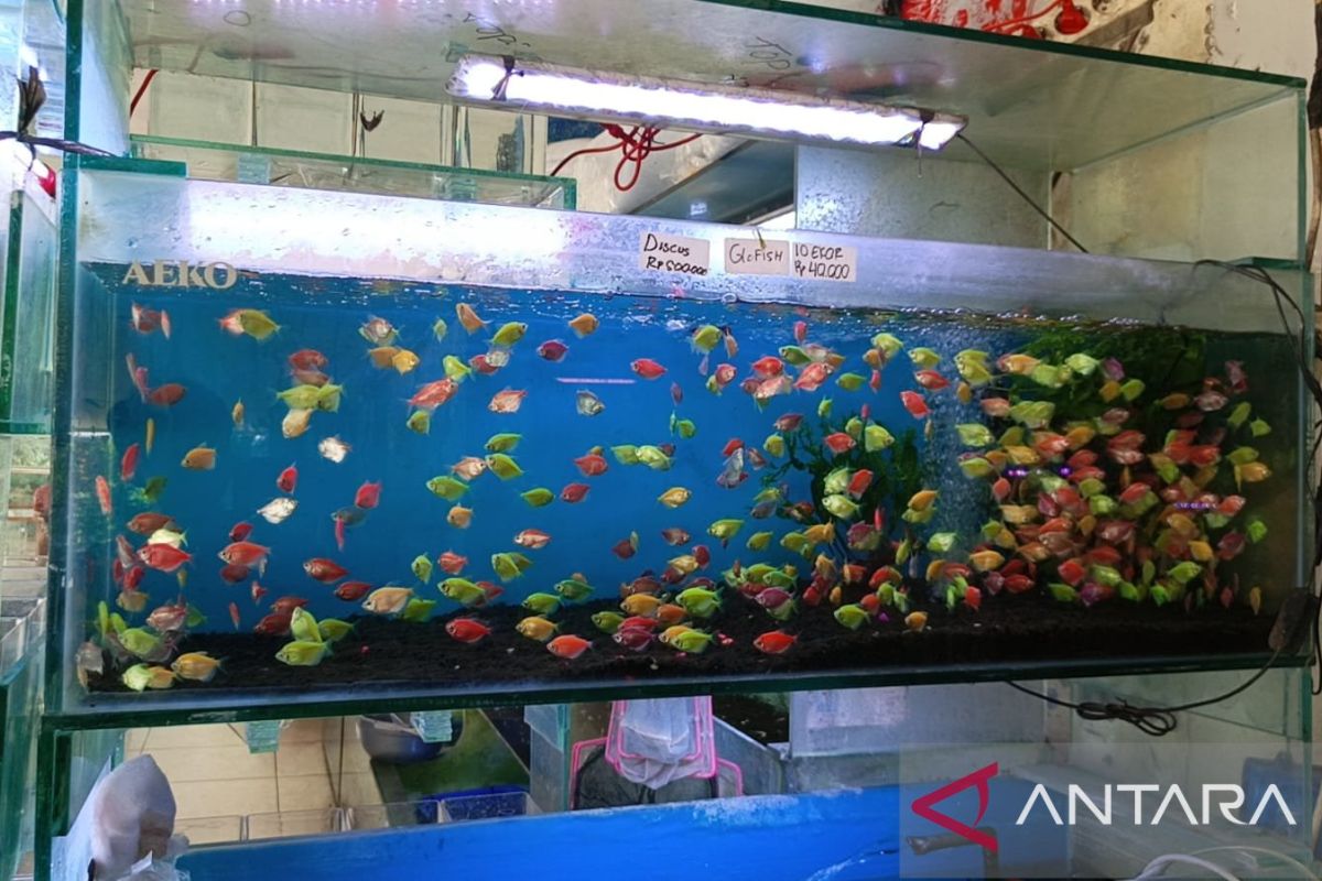 Pedagang ikan hias TPHP Cengkareng Jakbar keluhkan omzet turun drastis