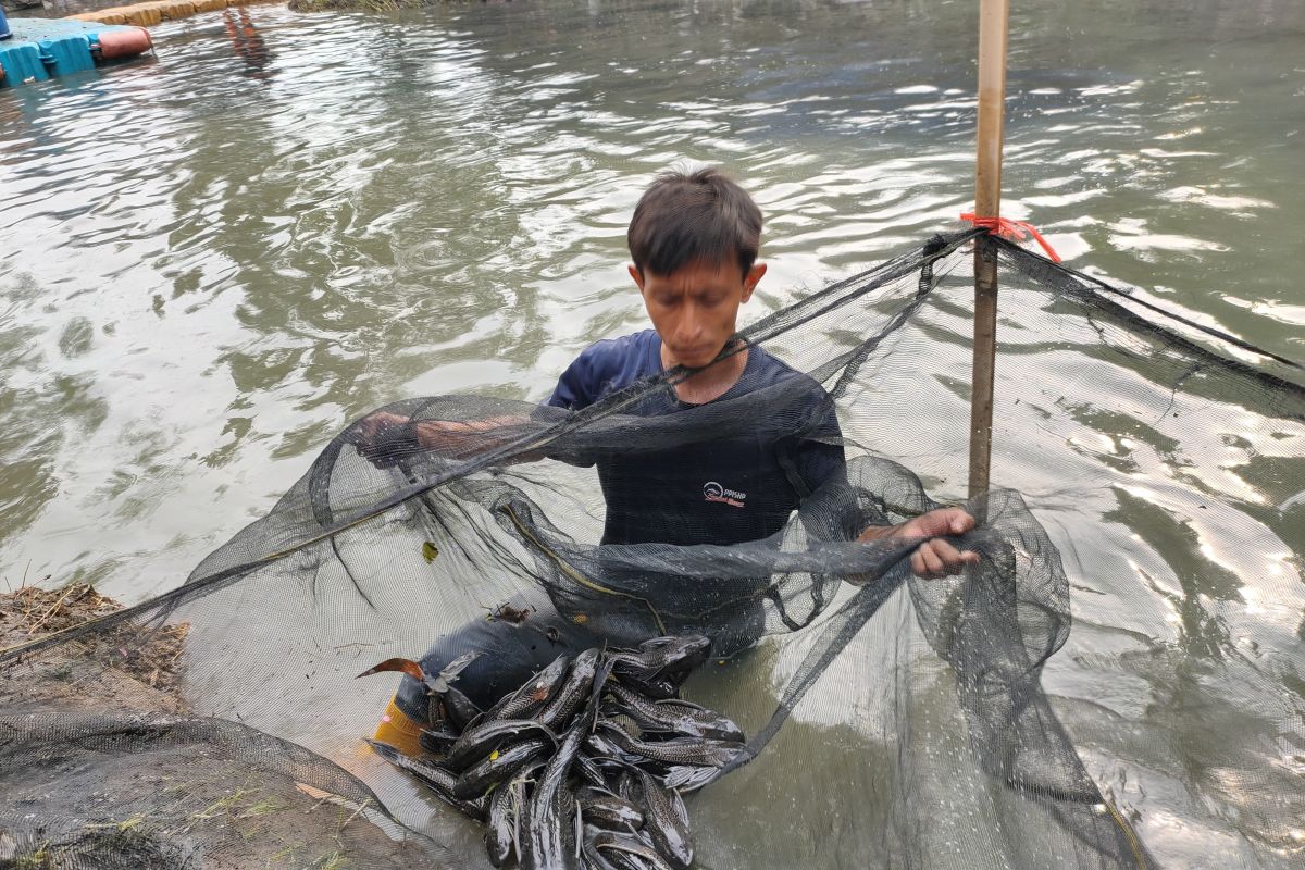 Pemkot Jakbar basmi 234 kg ikan sapu-sapu dengan dikubur