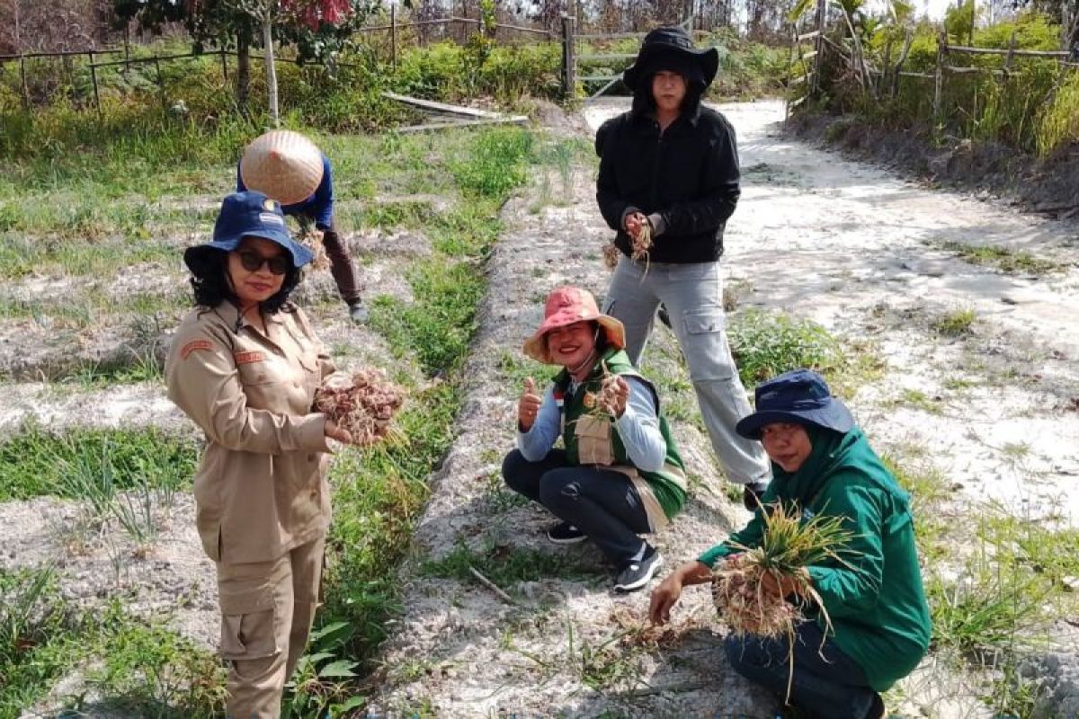 Poktan Manawau Makmur Gumas sukses panen perdana bawang merah
