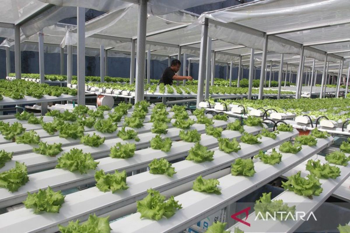 Tembus Rp32,73 triliun! Inilah strategi baru pemerintah perkuat UMKM pertanian lewat suntikan KUR 2026