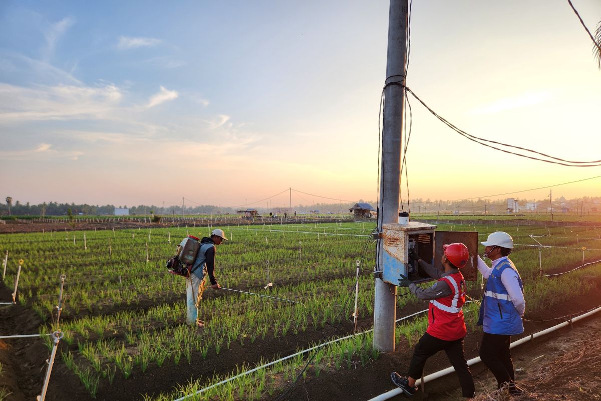 Adanya listrik ternyata bisa tingkatkan produktivitas bawang di Bone