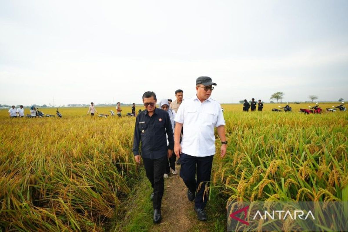 Teknologi nuklir di balik panen perdana padi unggul di Subang