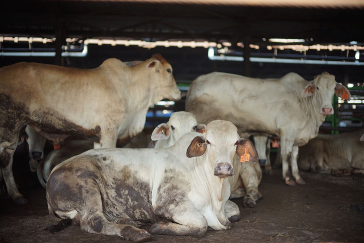 Dharma Jaya sediakan 900 ekor sapi untuk sambut Idul Adha 2026