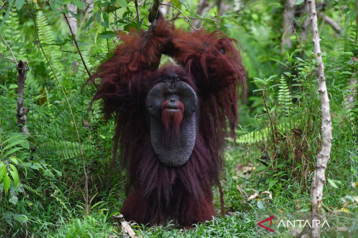 Kawasan Pusat Rehabilitasi Samboja Lestari terancam alih fungsi lahan