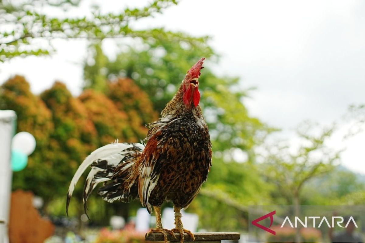 Pakar Unand: Perlu upaya ilmiah jaga kelestarian ayam kokok balenggek